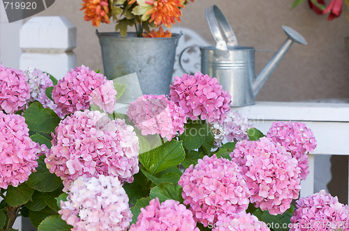 Image of Beautiful Hydrangea Blossoms