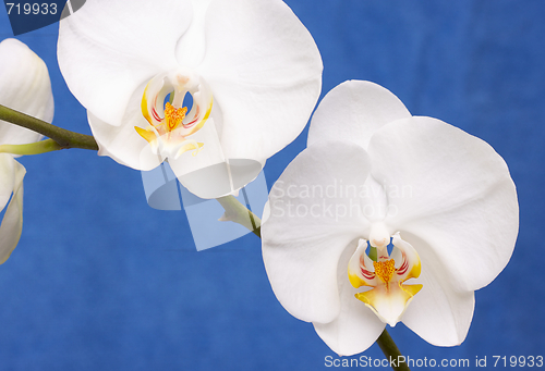 Image of Macro Orchid Flower Blossom