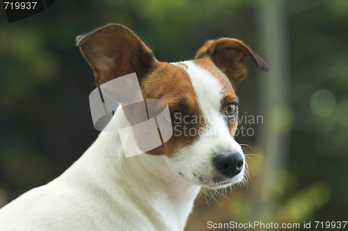 Image of Jack Russell Terrier Portrait