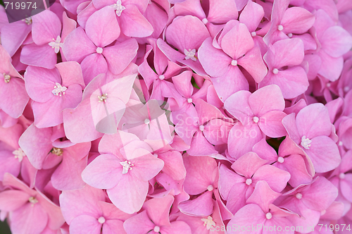 Image of Beautiful Hydrangea Blossoms
