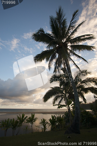 Image of Tropical Sunset with Palm Trees