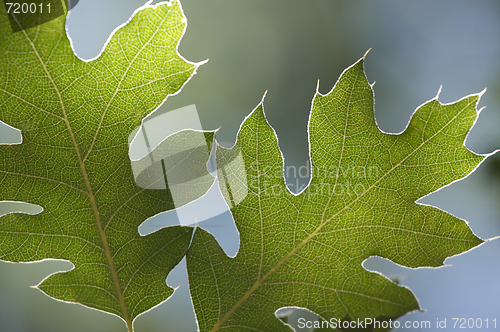Image of Backlit Oak Leaves
