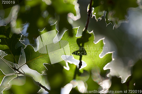Image of Backlit Oak Leaves