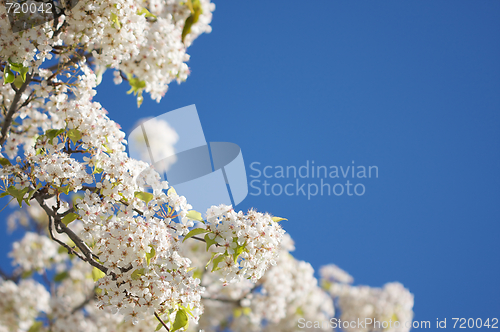 Image of Spring Flowering Tree Blossom