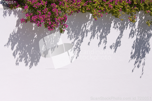 Image of Bougainvilleas Casting Shadow