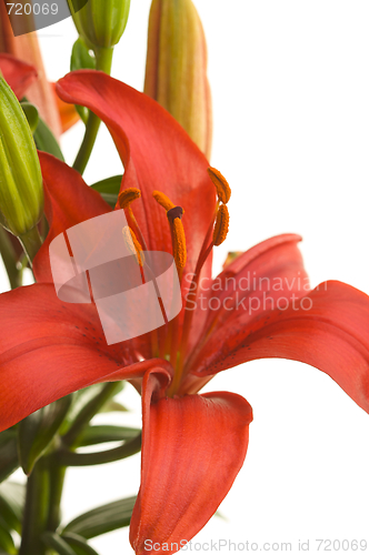 Image of Beautiful Asiatic Lily Bloom