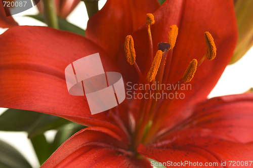 Image of Beautiful Asiatic Lily Bloom