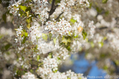 Image of Spring Flowering Tree Blossom