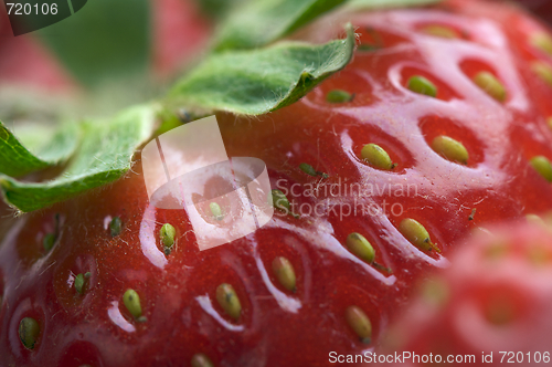 Image of Close-up Strawberries