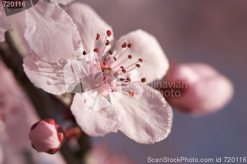 Image of Early Spring Pink Tree Blossoms