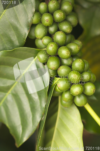 Image of Coffee Beans on the Branch