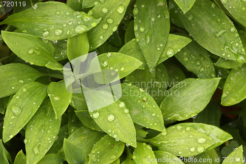 Image of Abstract Green Foliage