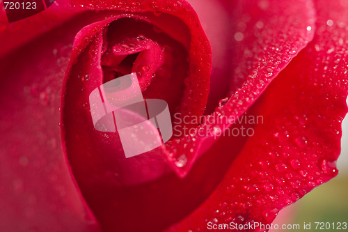 Image of Beautiful Red Rose