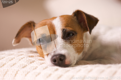 Image of Jack Russell Terrier Portrait