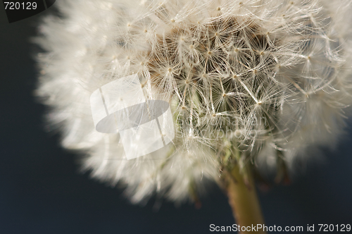 Image of Macro Dandelion Blossom