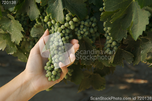 Image of Grapes & Vines