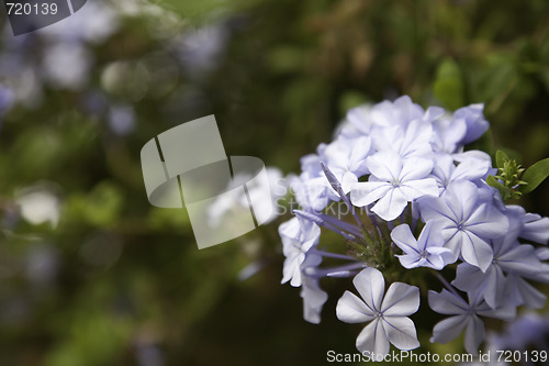 Image of Purple Spring Flower Blossom