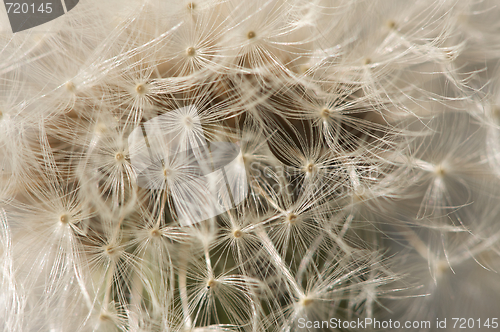 Image of Macro Dandelion Blossom