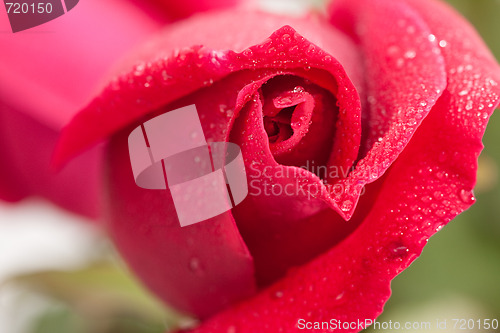 Image of Beautiful Red Rose