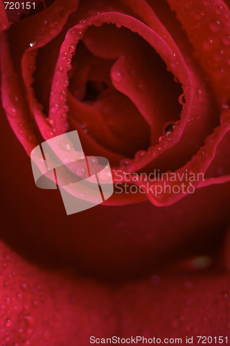 Image of Macro Red Rose Blossom