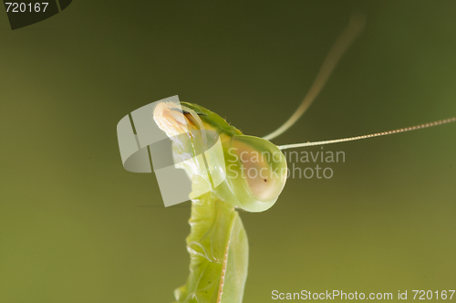 Image of Praying Mantis