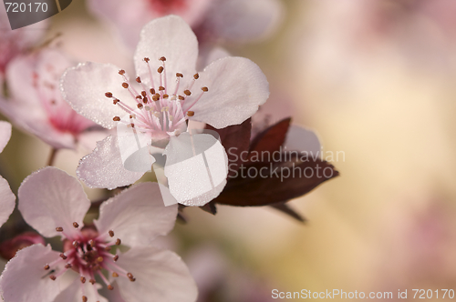 Image of Early Spring Pink Tree Blossoms