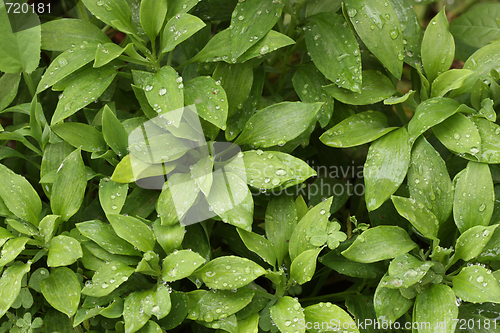 Image of Abstract Green Foliage