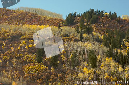 Image of Colorful Aspen Pines