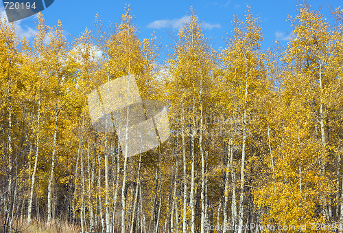 Image of Colorful Aspen Pines