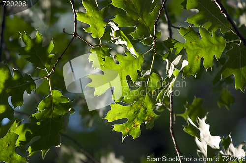 Image of Backlit Oak Leaves