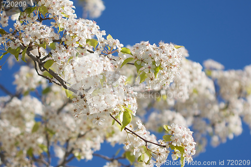 Image of Spring Flowering Tree Blossom