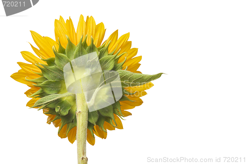 Image of Back Side View of Large Sunflower