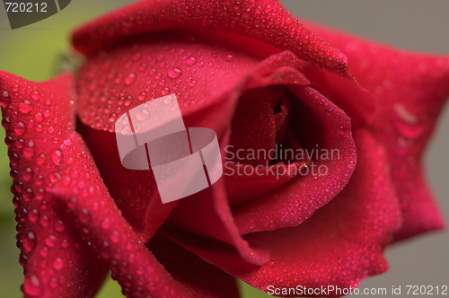 Image of Macro Red Rose Blossom