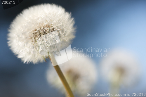 Image of Row of Dandelions