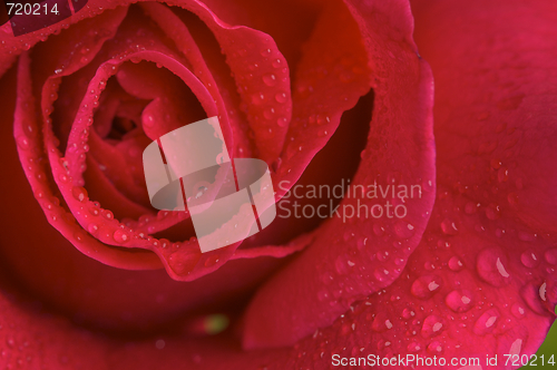 Image of Macro Red Rose Blossom