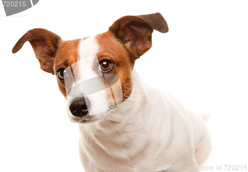 Image of Portait of an Adorable Jack Russell Terrier