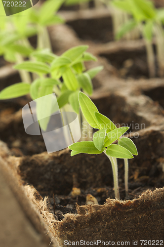 Image of Sprouting Plants