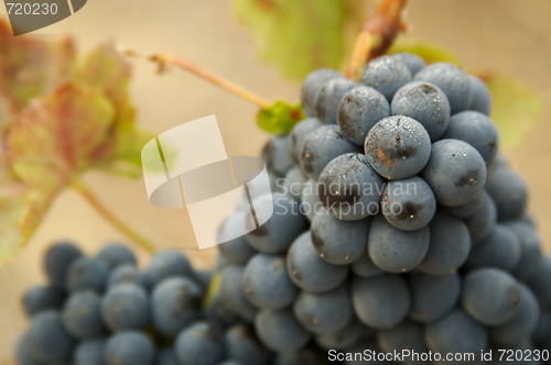 Image of Grapes & Vines