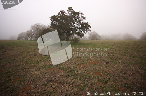 Image of Foggy Countryside and Oak Trees