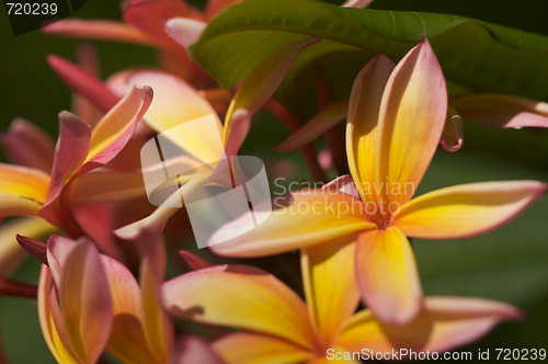 Image of Wild Plumeria Flower