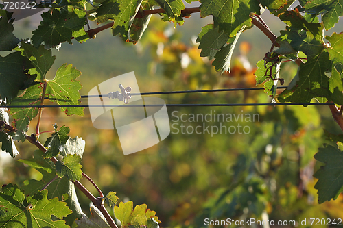 Image of Grapes & Vines