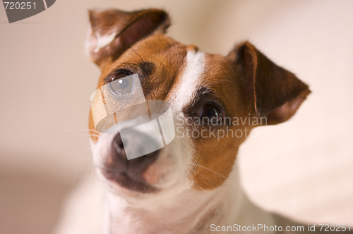 Image of Jack Russell Terrier Portrait