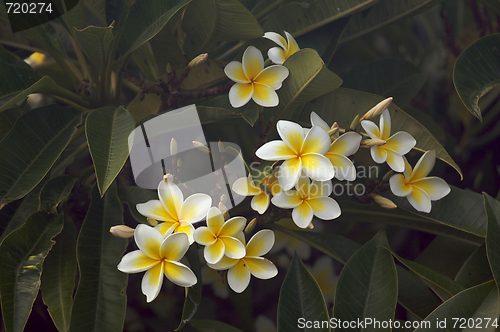 Image of Yellow Plumeria Flowers