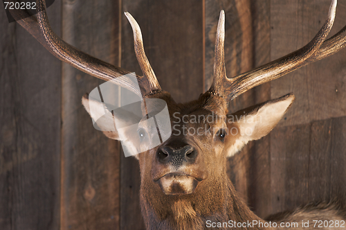 Image of Mounted Stag Head on Cabin Wall