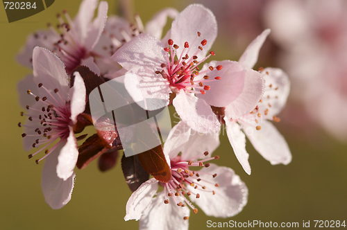 Image of Early Spring Pink Tree Blossoms