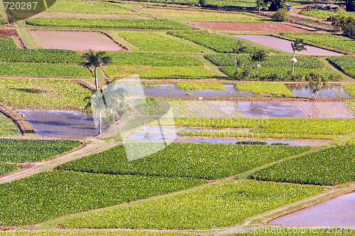 Image of Hanalei Valley and Taro Fields