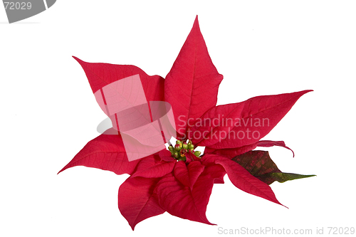 Image of Red Poinsettia