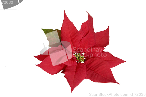 Image of Red Poinsettia