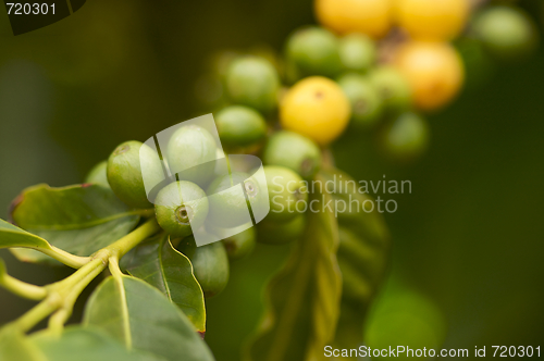 Image of Coffee Beans on the Branch