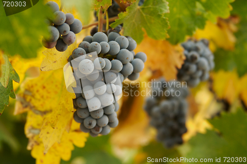 Image of Grapes & Vines